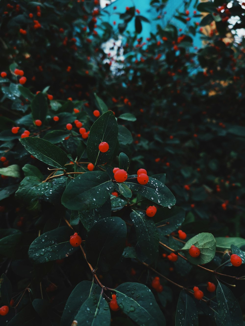 red flowers with green plants