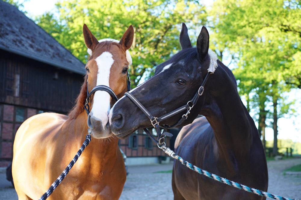 brown and black horses