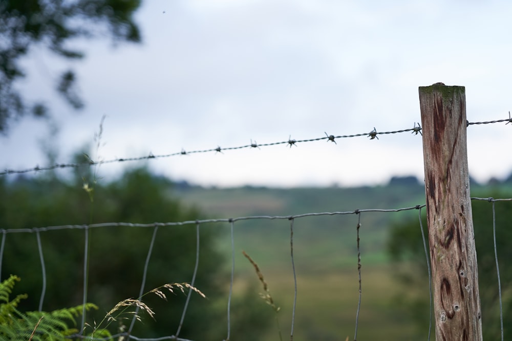 gray barb wire