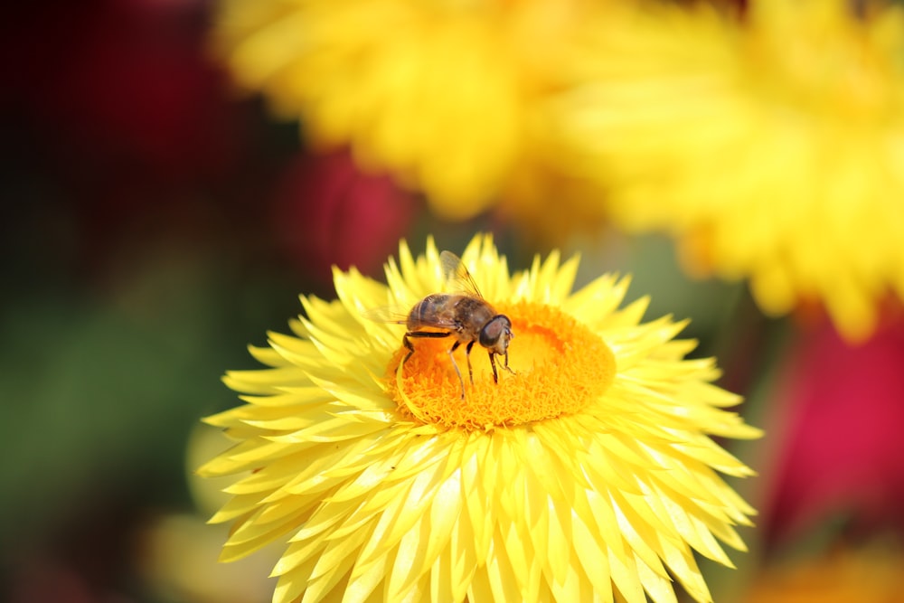 Bee on flower