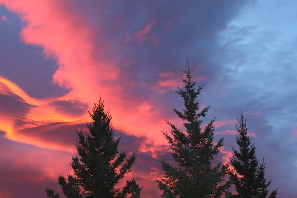 green-leafed trees under blue clouds