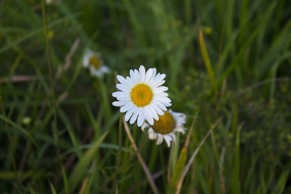 selective focus photography of white flower