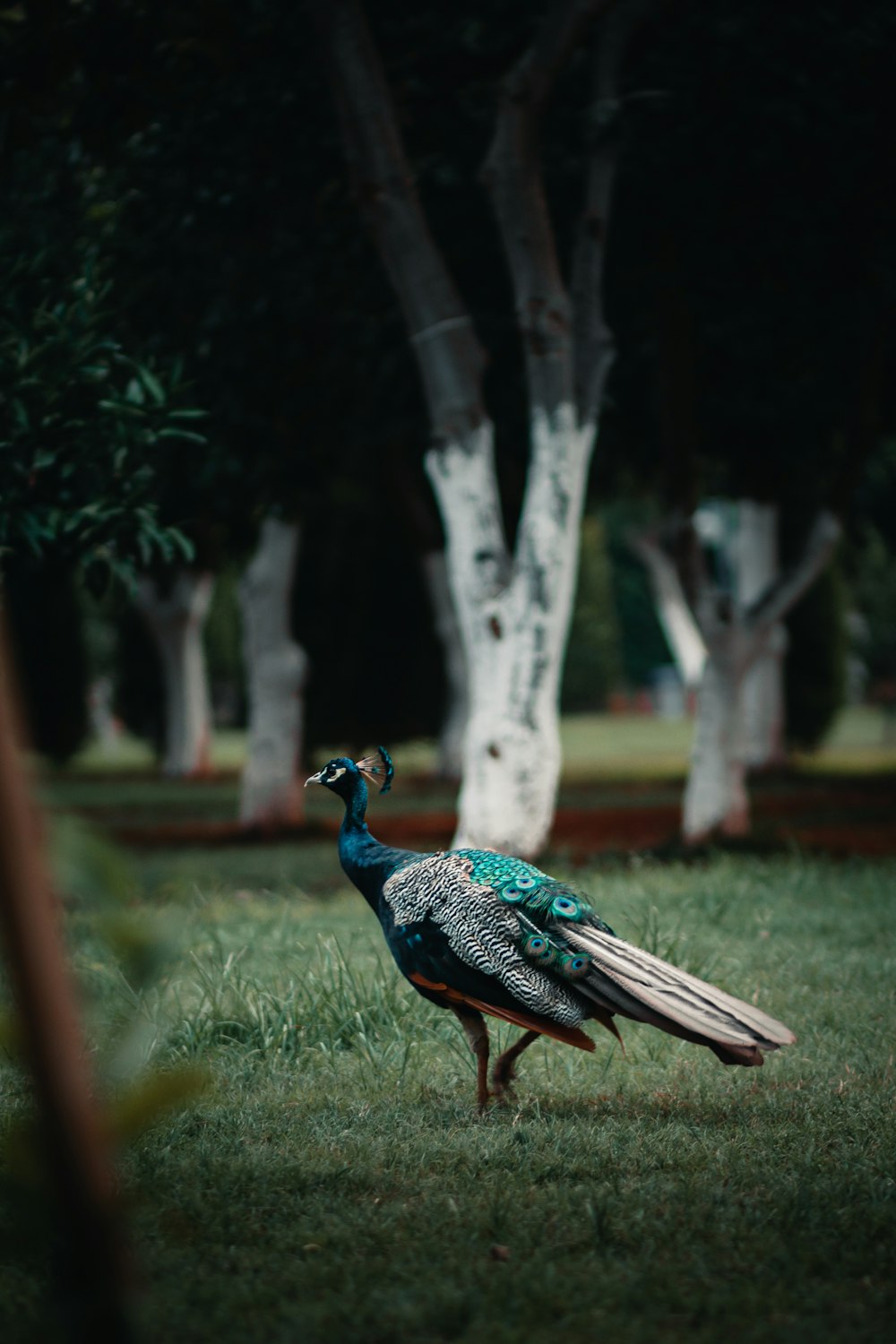 green and grey peacock