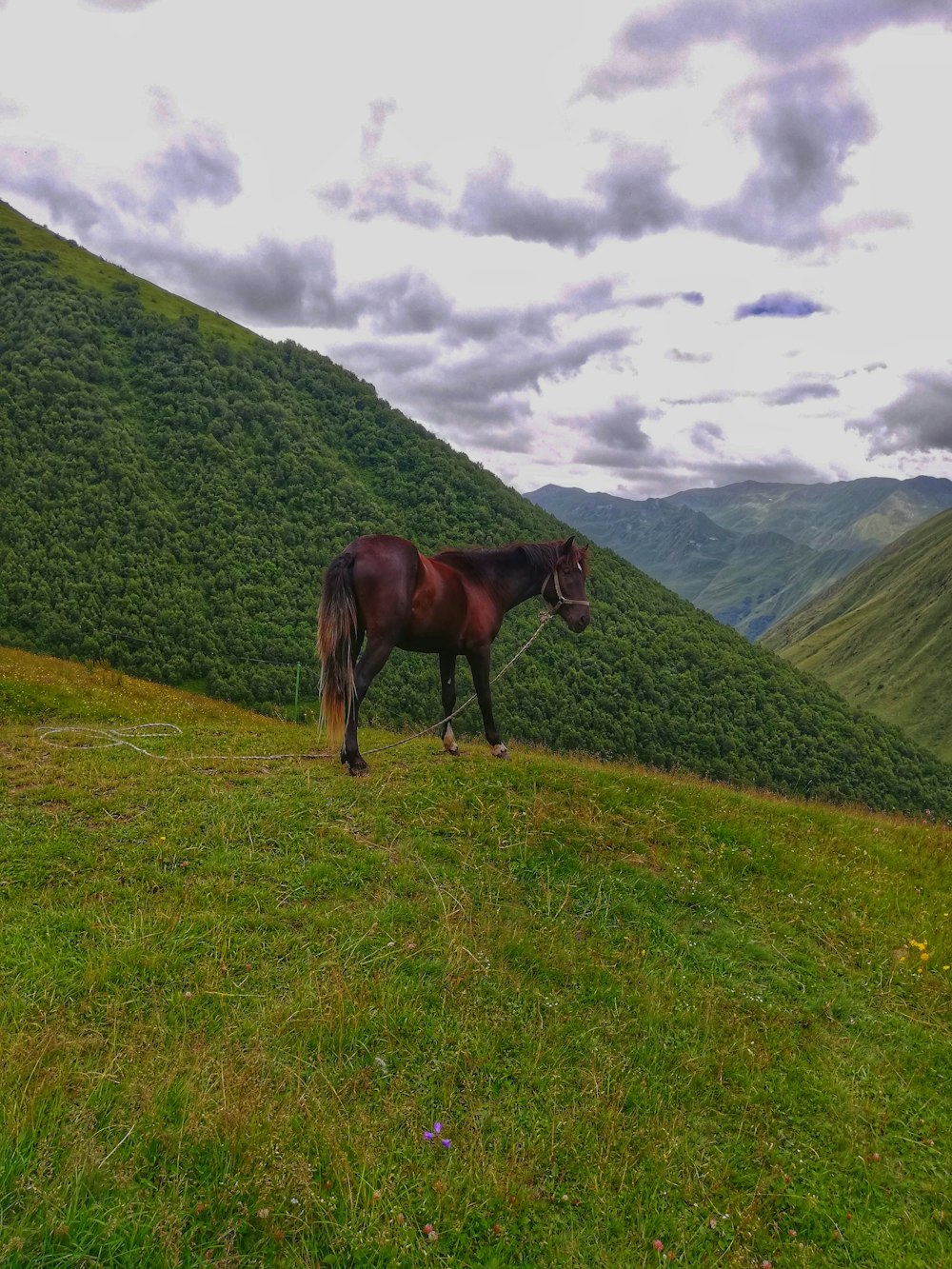 brown horse on green pasture