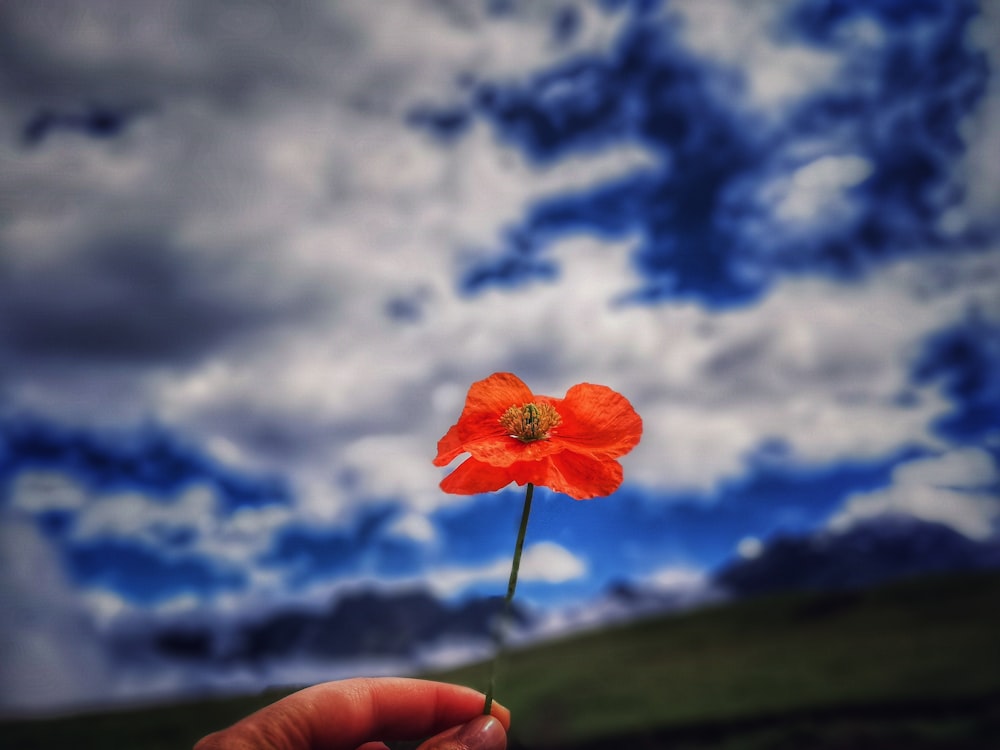 shallow focus photography of orange flower