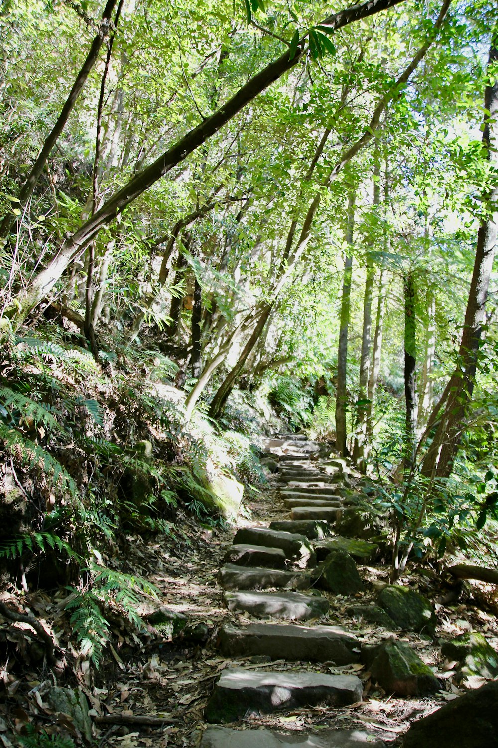 pathway inside forest