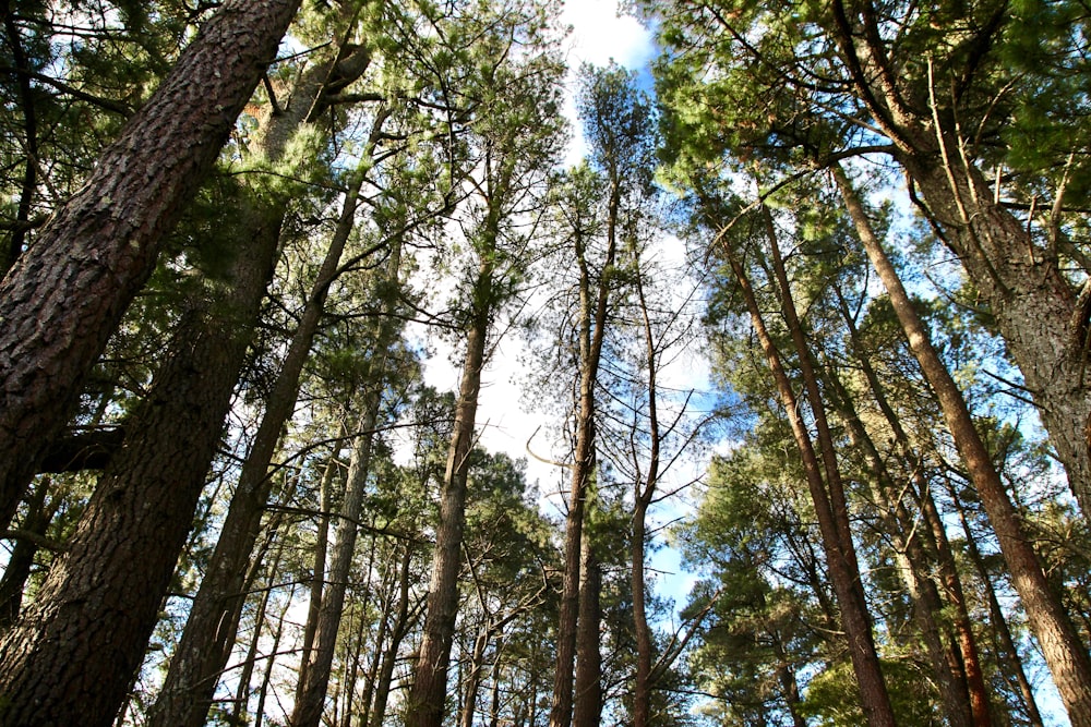 green tall trees photo across white clouds