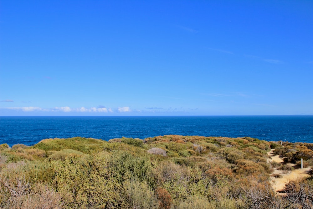 green field viewing blue sea under blue and white skies