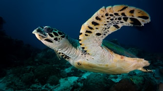 brown turtle