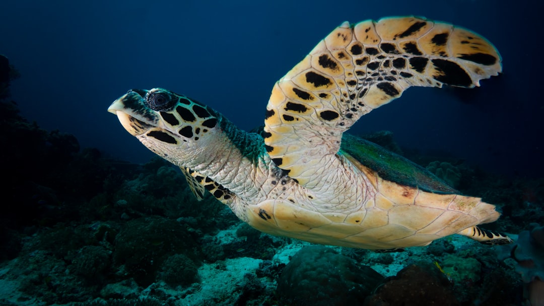 brown turtle, Hawksbill Sea Turtle (Eretmochelys imbricata)<p></figure>The tapered head of a hawksbill ends in a sharp point resembling a bird
