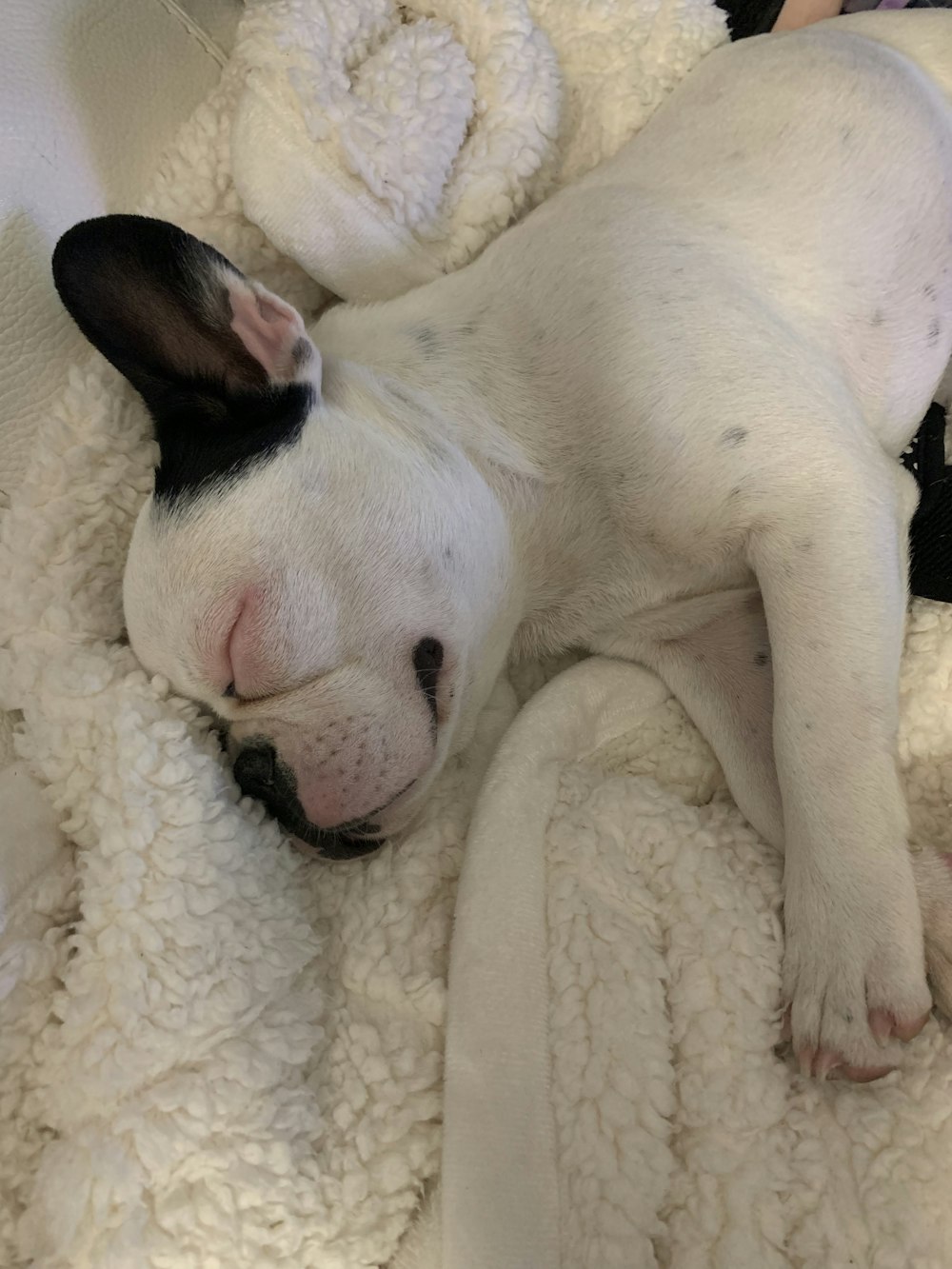 short-coat white dog lying on white textile