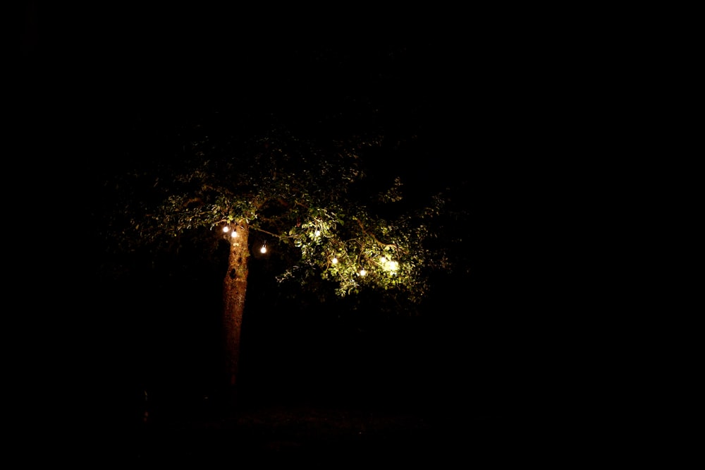 a tree in the dark with a light on it