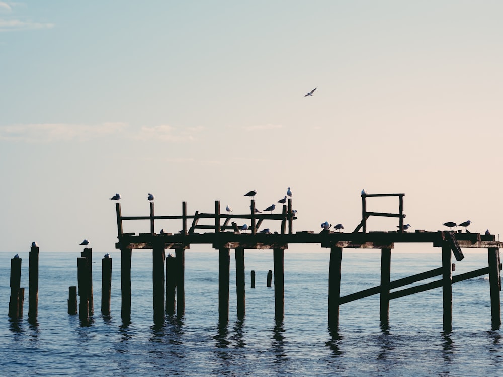 birds on dock