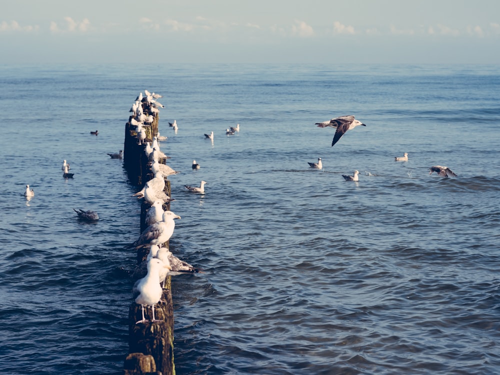 a flock of seagulls flying over the ocean next to a pier