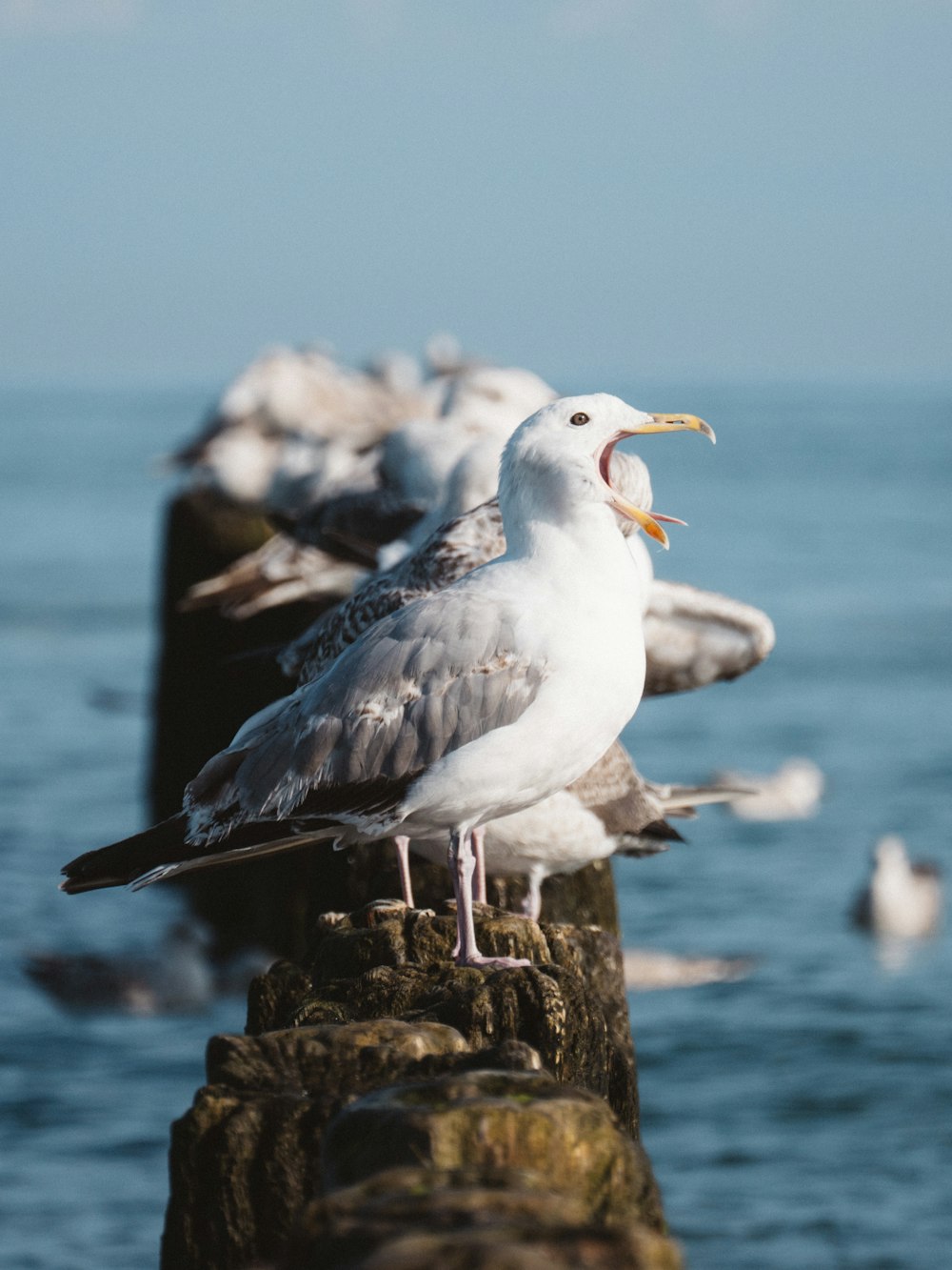 a group of seagulls sitting on top of a wooden post