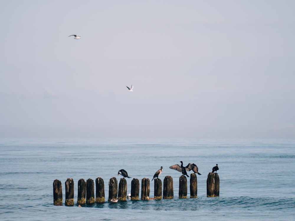 a flock of birds sitting on top of a wooden post in the ocean