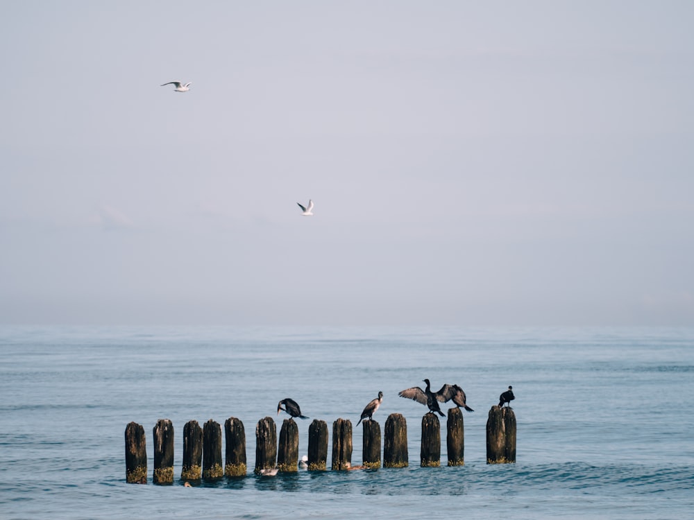 Ein Vogelschwarm, der auf einem Holzpfosten im Meer sitzt