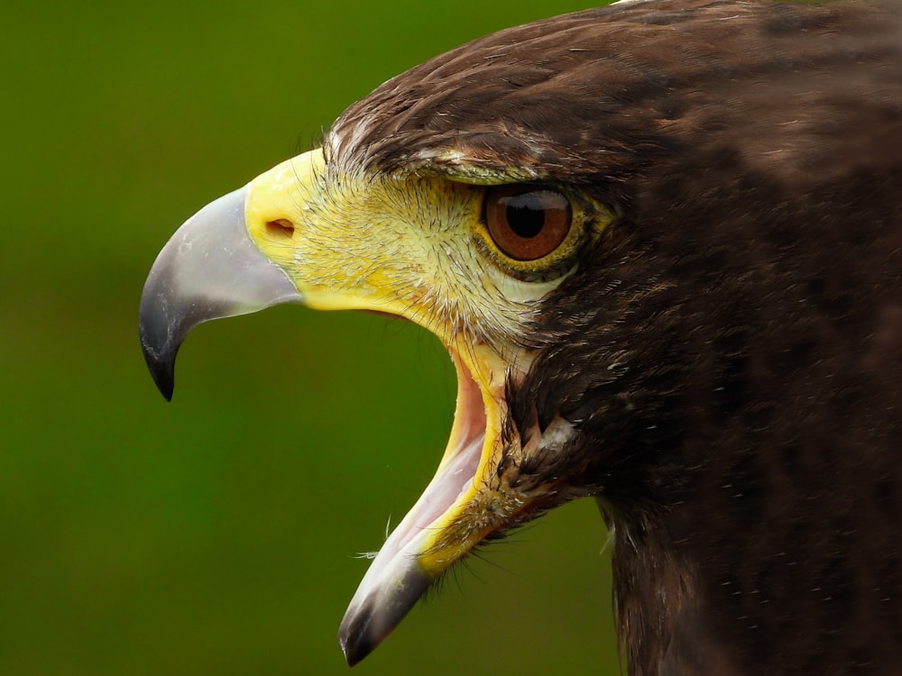 águila marrón y amarilla