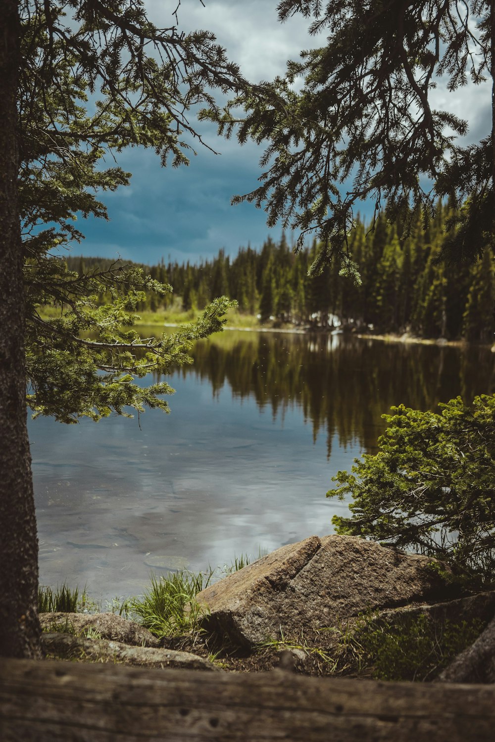 landscape photo of green-leafed pine trees beside body of water