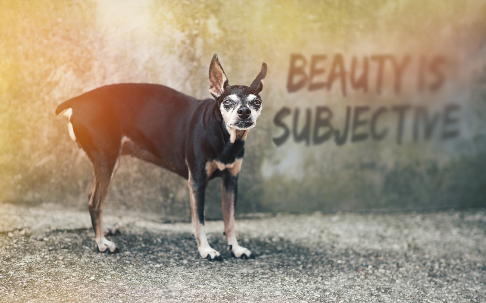 black and brown chihuahua with beauty is subjective text