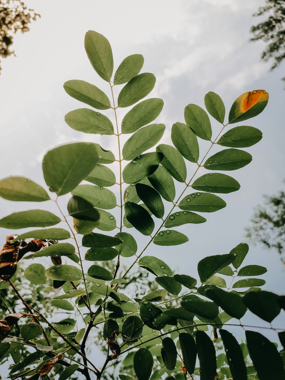 green leaves in closeup photo