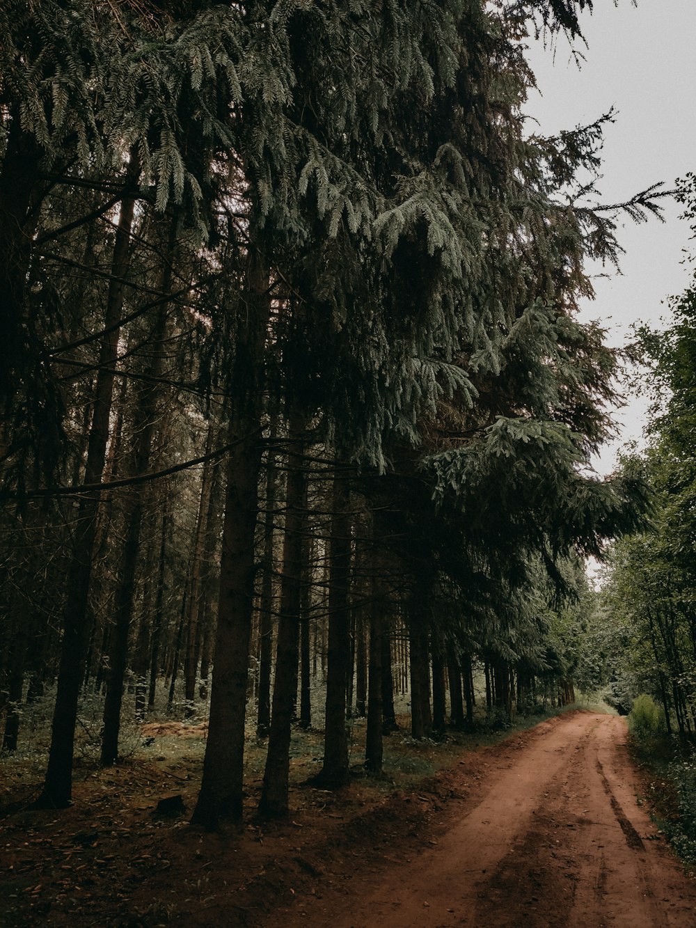 road on between trees during daytime