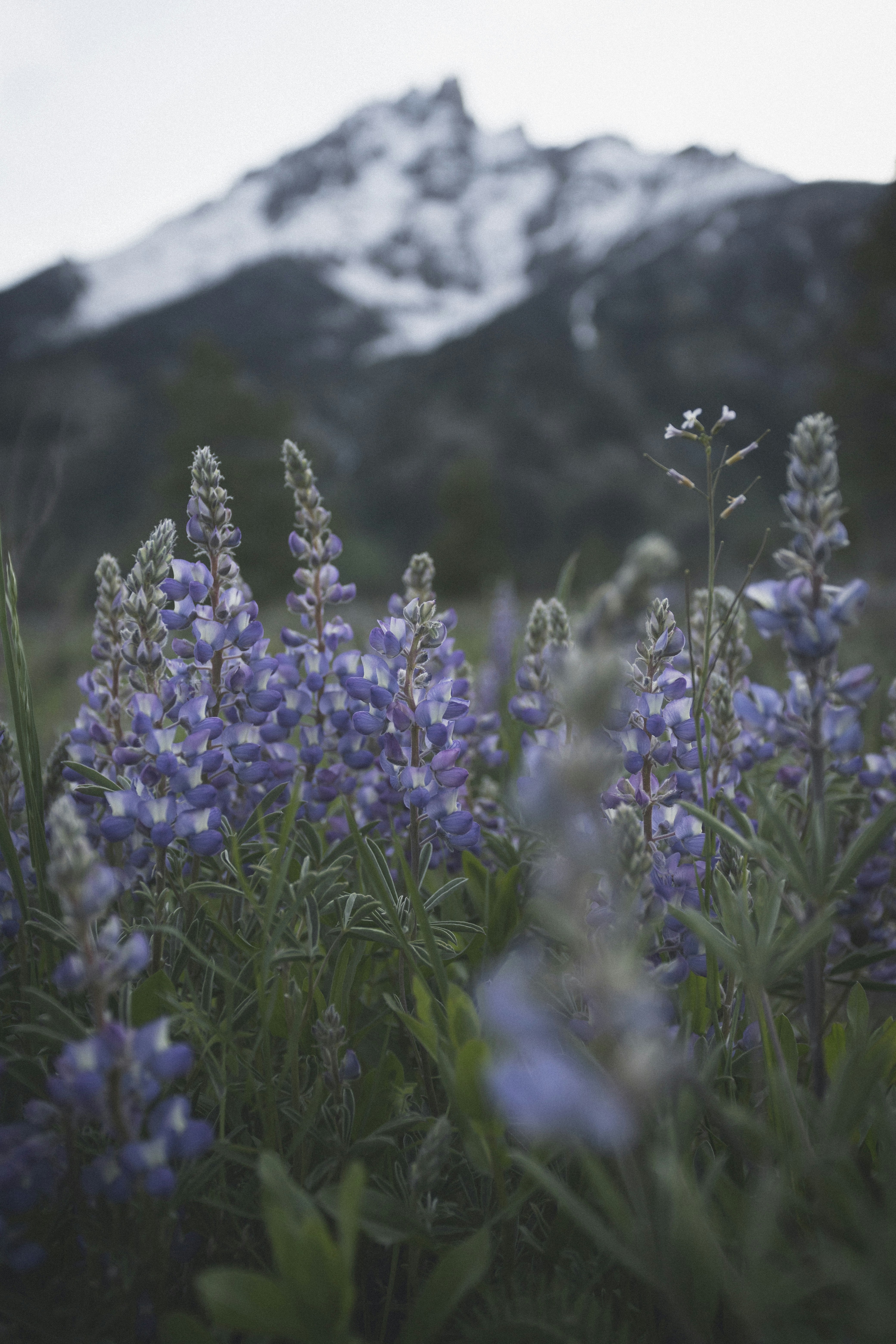 purple lupines at the field