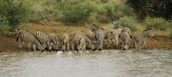 A vibrant herd of zebras grazing near a shimmering waterhole at dawn.