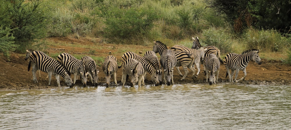 group of zebra standing near body of water during daytime