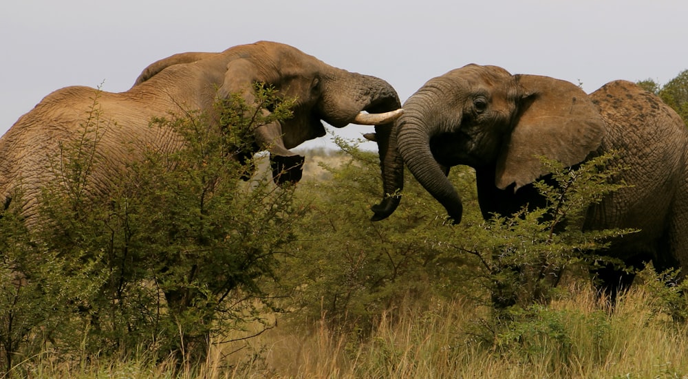 two elephants in forest