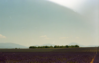 A peaceful lavender field in Provence, France, stretching toward a rustic farmhouse under a soft sky.