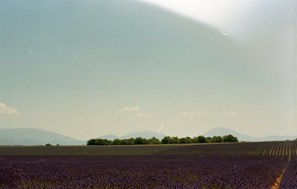 A vast lavender field stretches across the foreground, marked by rows of blooming lavender that create a deep purple hue. In the distance, a line of green trees separates the field from the hazy outline of mountains. The sky above is clear with a soft tint, suggesting a calm and serene day.