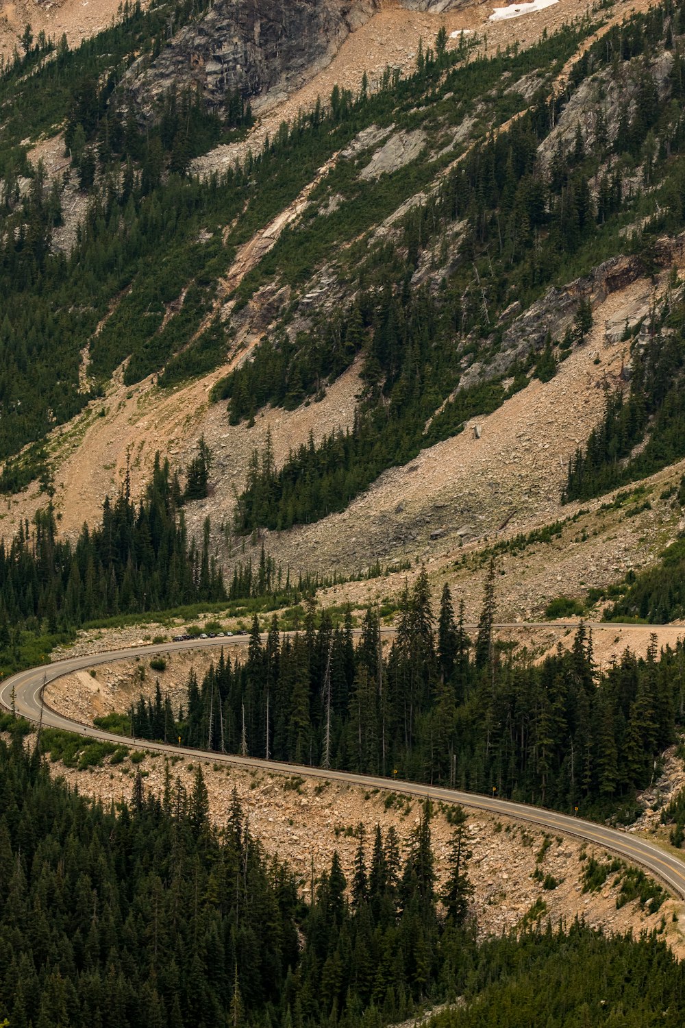 landscape photo of green-leafed pine trees and brown mountain