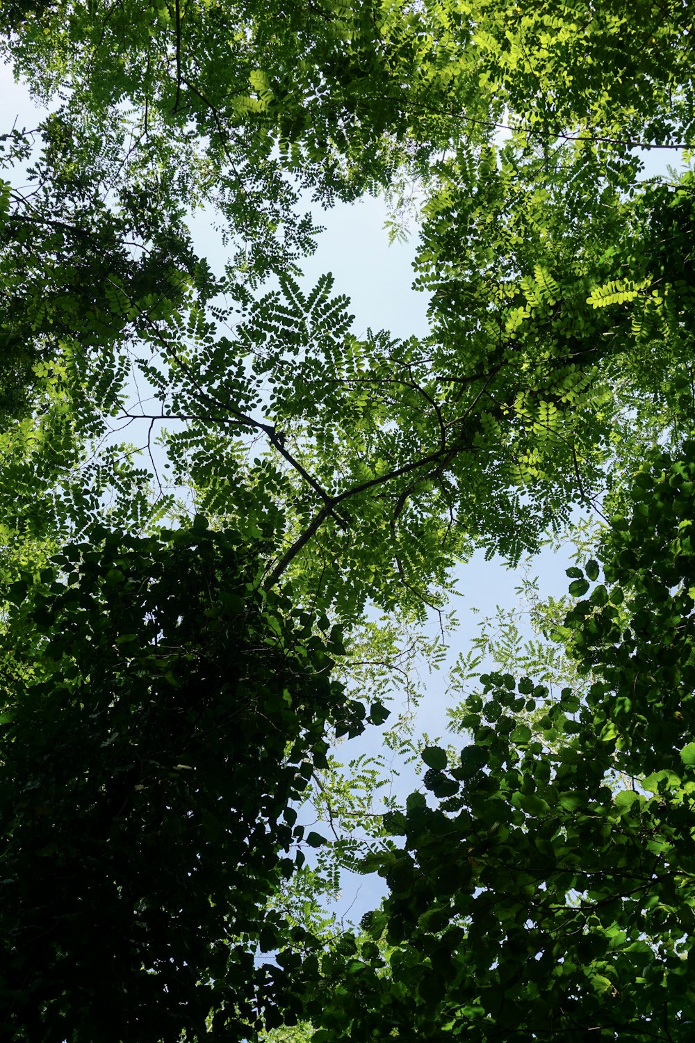 low angle photo of green trees at daytime