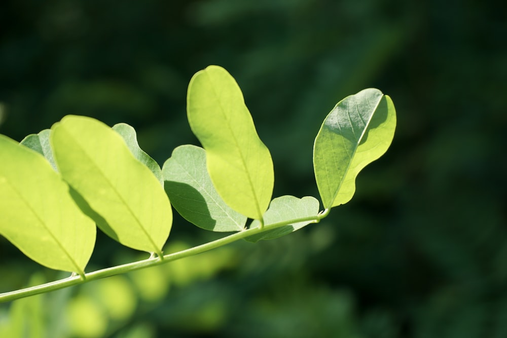 selective focus photo of green fern leaf