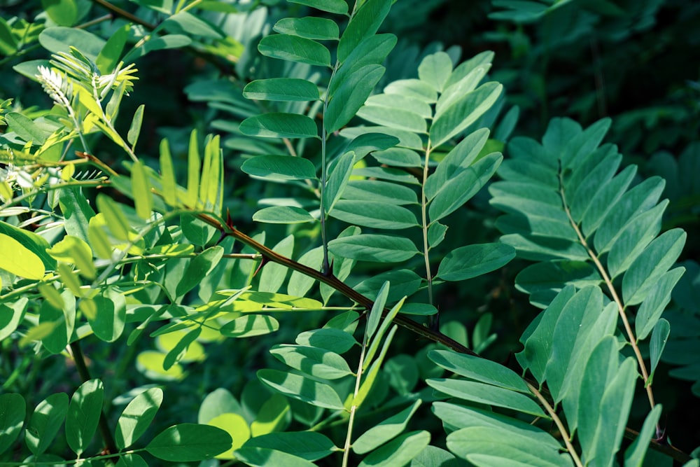 foto de closeup de folhas verdes