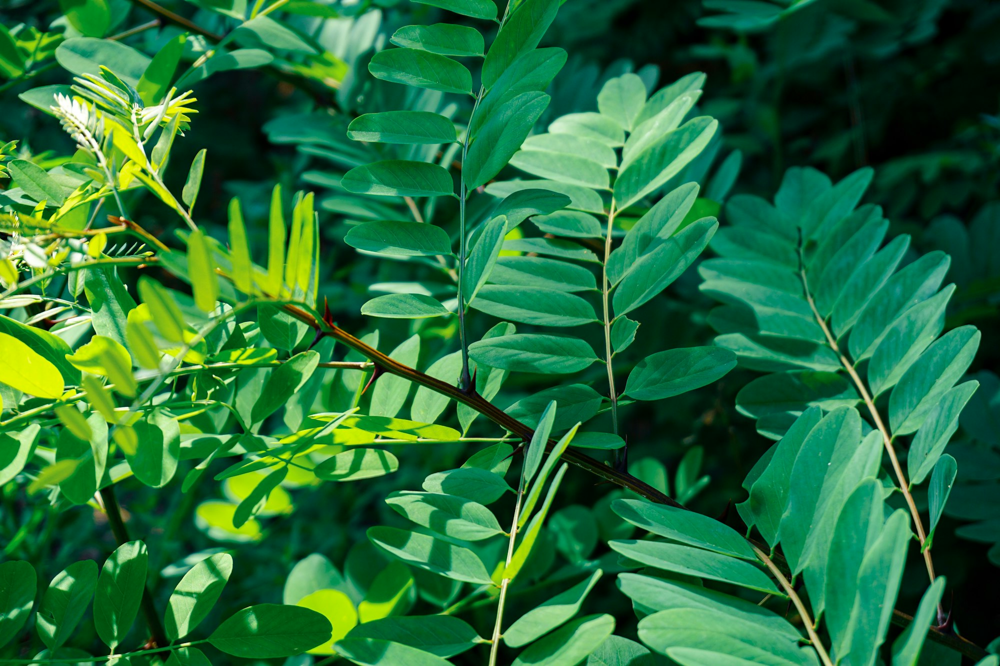 L'astragale, une plante anti-âge aux nombreux bienfaits