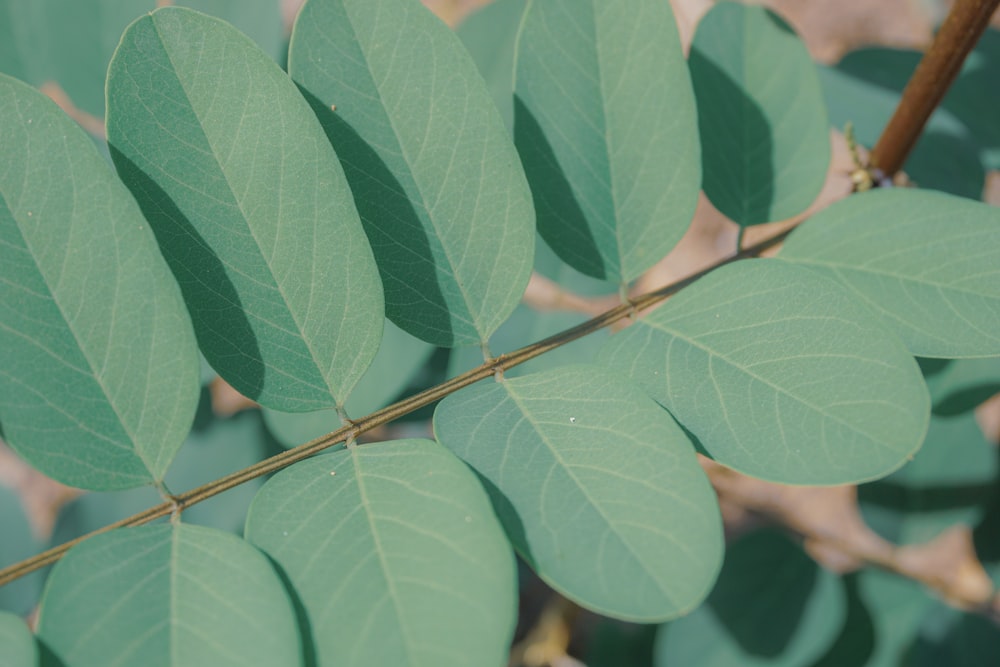 closeup photo of green leaves