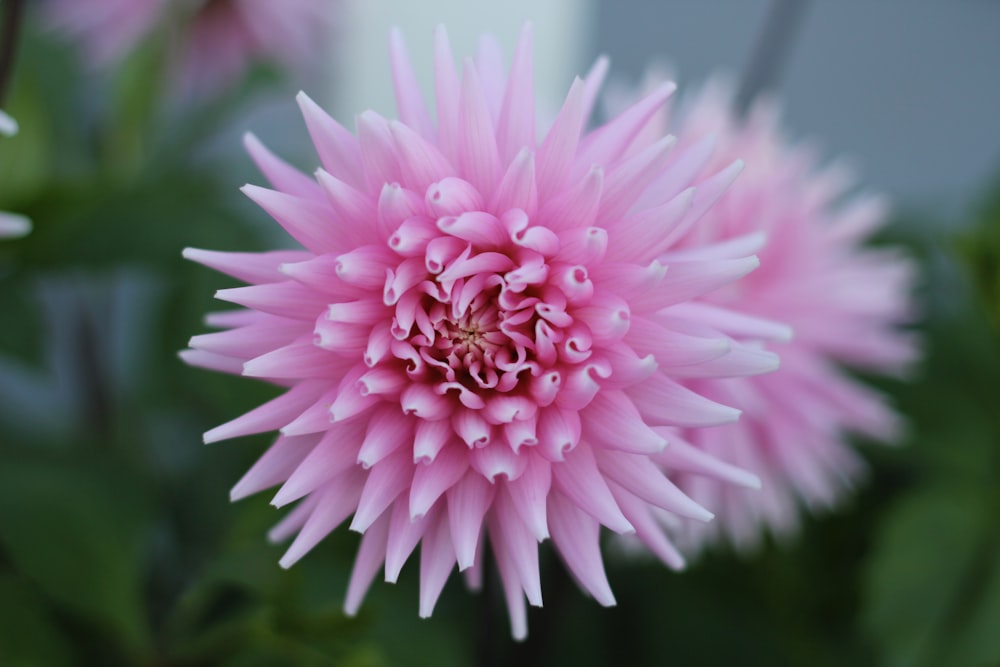 blooming pink chrysanthemum flower