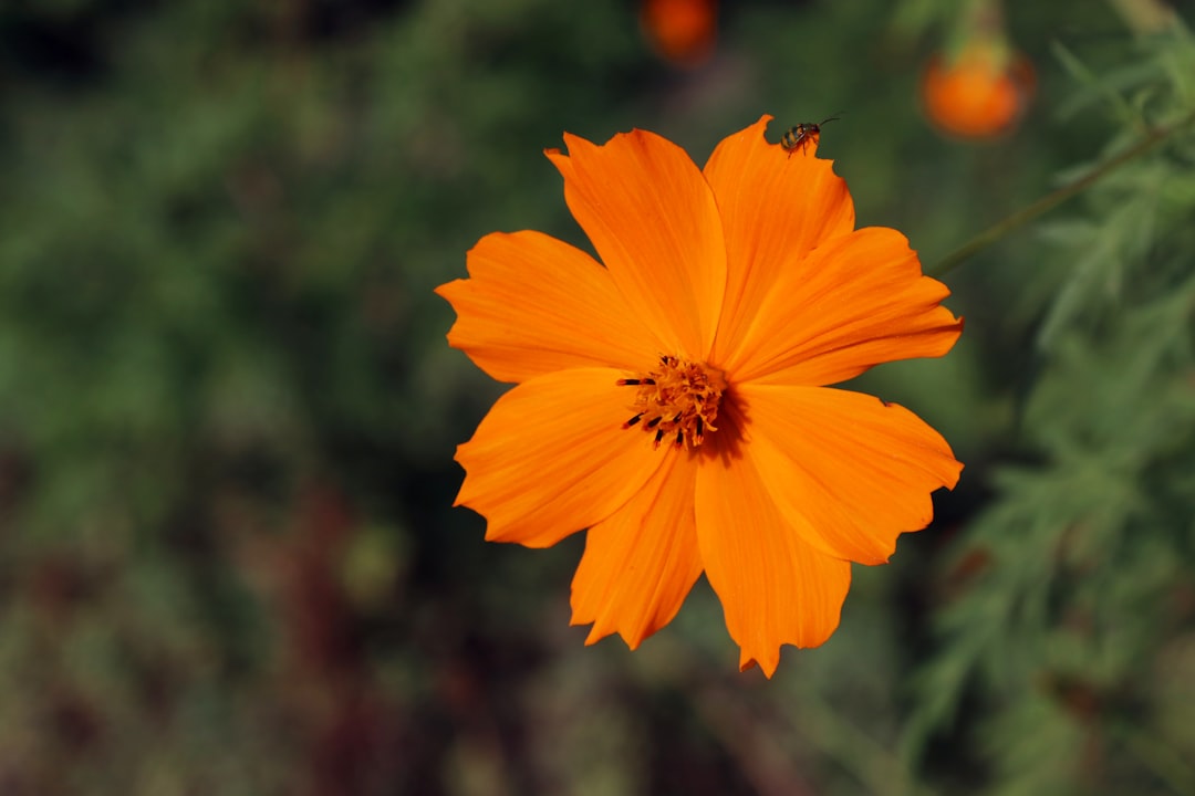 blooming orange daisy flower
