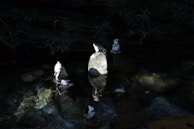 Fresh flowers and smooth stones artfully placed beside a tranquil water feature.