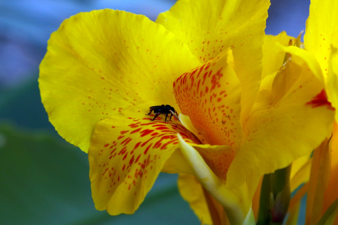 black insect pollinated on yellow-petaled hibiscus flower