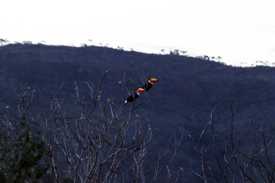 two toucans flying at the forest during daytime