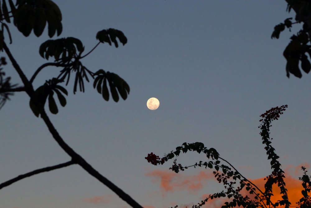 silhouette photography of tree