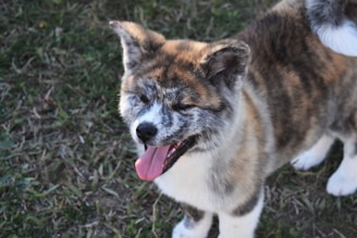 white, black, and brown dog