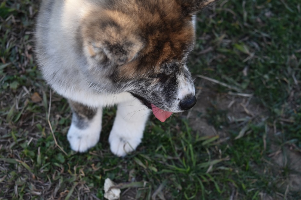 short-coated white and brown puppy