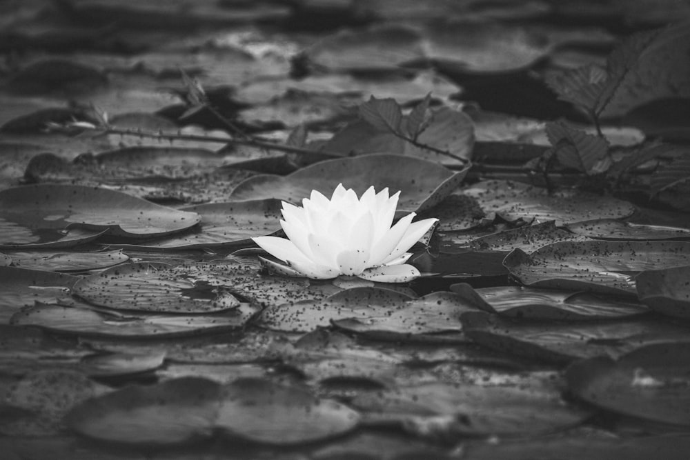 grayscale photo of water lily