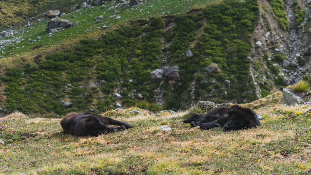 two black dogs lying on ground on top of mountain during daytime