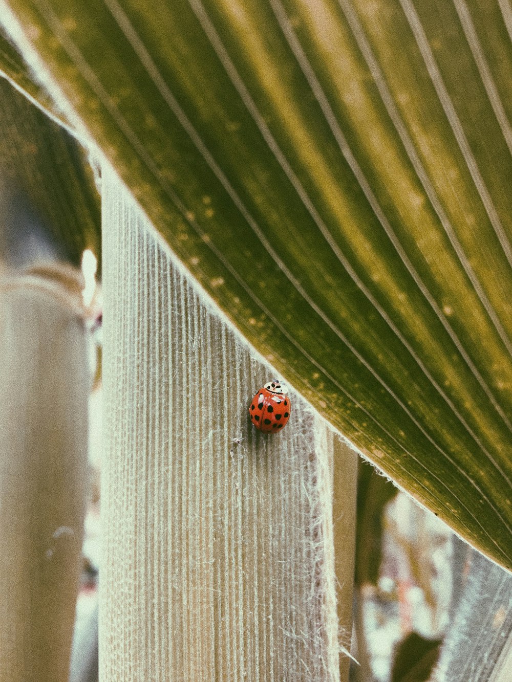 red ladybug on green plant