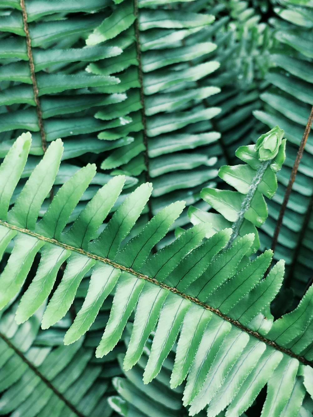 green leaf